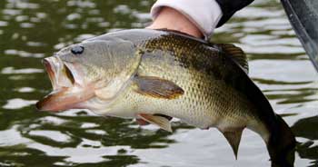 Fish Catching Gallery for Florida Bass Fishing Guide