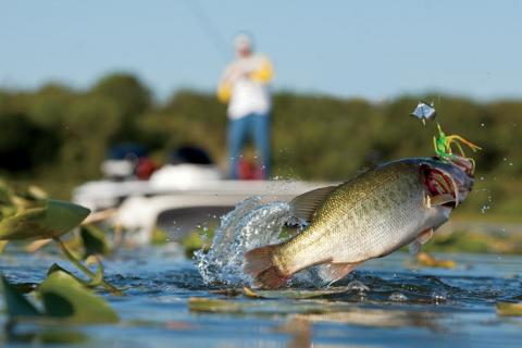 For many years Buzzbait Fishing in June has been underrated.