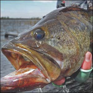 Winter Transition Bass in the Southern United States produces heavyweights.