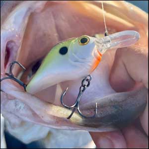 Cold Water Bass Secrets show us that a bass has a much lower metabolism and are not willing to expend a lot of energy chasing down prey.